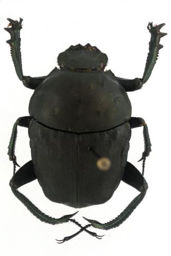 Allogymnopleurus aeneus